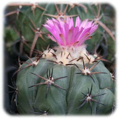 Cactus20082_2