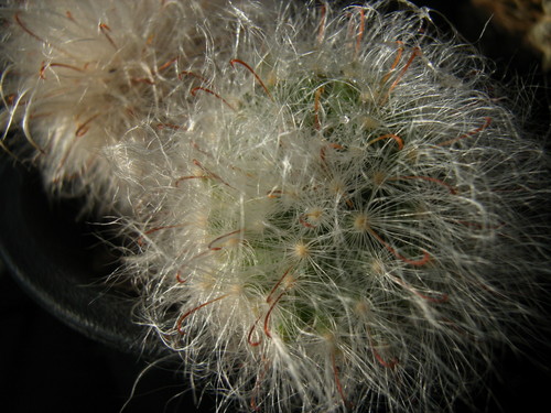 RIMG0012