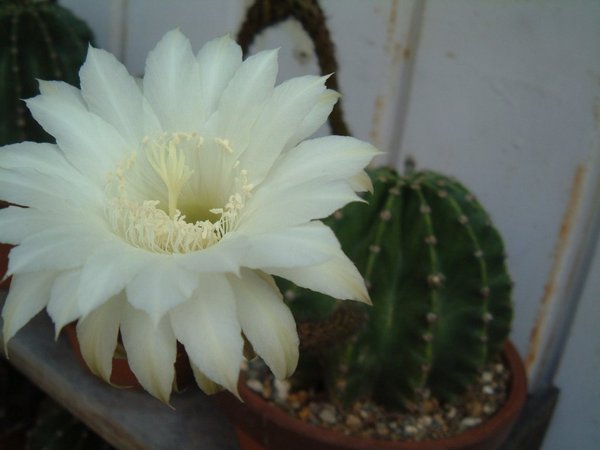 dc061205