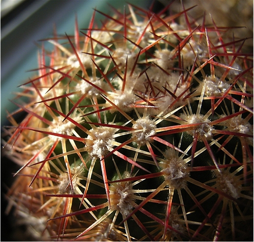 echinosereus